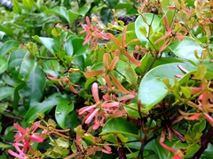 Tetrapterys mucronata