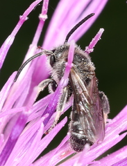 Lasioglossum