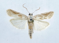 Bradyrrhoa gilveolella