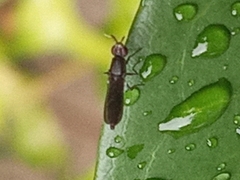Acalyptratae