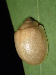 Paropsisterna crocata