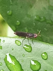 Acalyptratae