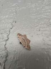 Macaria aequiferaria