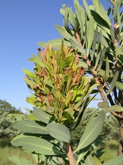 Protea witches broom phytoplasma