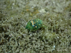 Lamprohaminoea ovalis