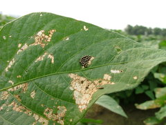 Eocanthecona furcellata