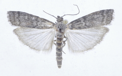 Dioryctria simplicella