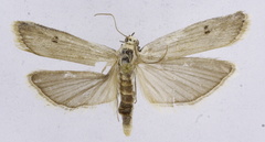 Ephestia abnormalella