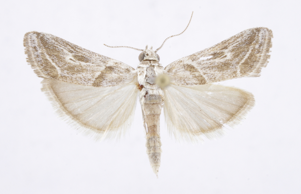 Epicrocis uberalis