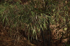Otatea acuminata