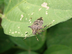 Eocanthecona furcellata