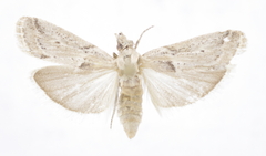 Epischidia caesariella