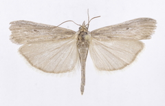 Epischnia ampliatella