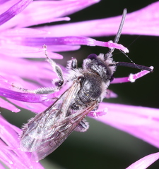 Lasioglossum