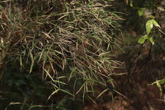 Otatea acuminata