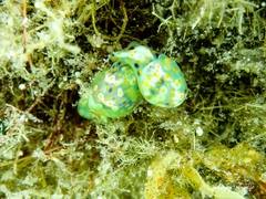 Lamprohaminoea ovalis