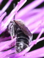 Lasioglossum