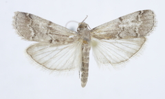 Euzophera alpherakyella