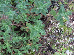 Cistus crispus