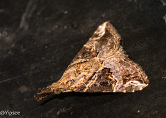Hypena laceratalis