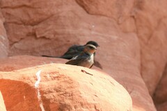 Ptyonoprogne concolor