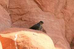 Ptyonoprogne concolor