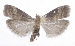 Euzophera fuliginosella