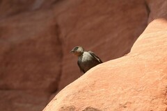 Ptyonoprogne concolor