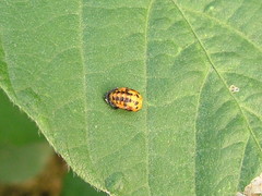 Cheilomenes sexmaculata