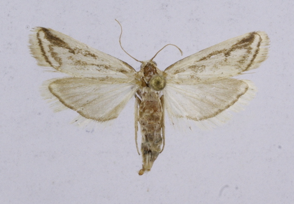 Euzophera subnitidella