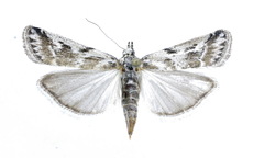 Euzopherodes lutisignella
