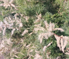 Tamarix