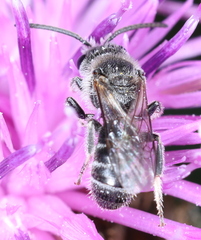 Lasioglossum