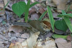 Pellorneum ruficeps