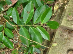 Aquilaria sinensis