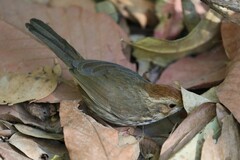 Pellorneum ruficeps