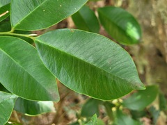 Aquilaria sinensis
