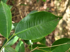 Aquilaria sinensis