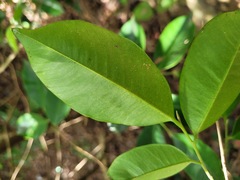 Aquilaria sinensis