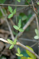 Tetrastigma formosanum
