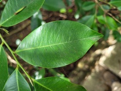 Aquilaria sinensis
