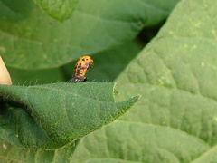 Cheilomenes sexmaculata