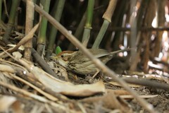 Pellorneum ruficeps
