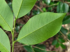 Aquilaria sinensis