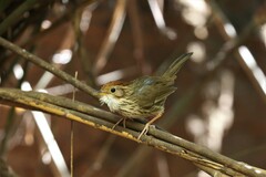Pellorneum ruficeps