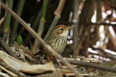 Pellorneum ruficeps