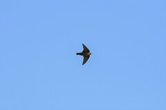 Ptyonoprogne concolor