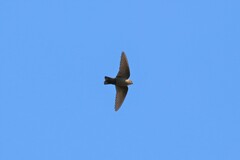 Ptyonoprogne concolor