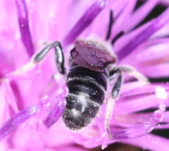 Lasioglossum