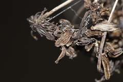 Angelica heterocarpa